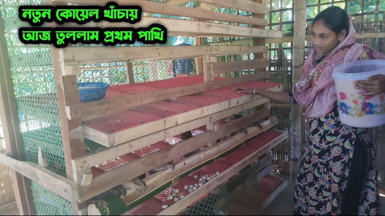 আমাদের নতুন কোয়েল খাঁচায় প্রথম পাখি তোলা | ছোট খামারটা বড় হচ্ছে ধীরে ধীরে |Tha Paharer Chasi