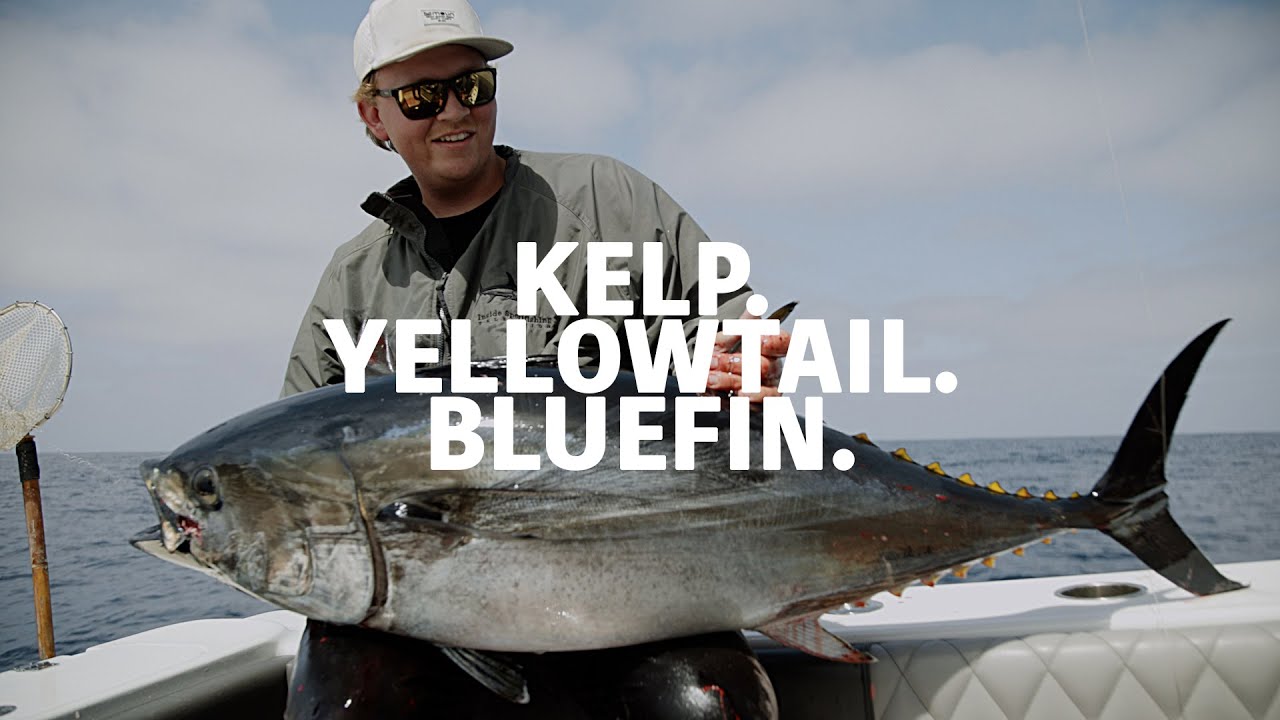 Summertime Yellowtail & Bluefin Fishing // Mavriksportfishing