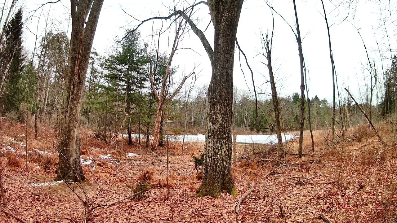 Relaxing Forest Scenery #57 - Dallas,PA #relaxing #nature #outdoors #viral #outdoors #wildlife