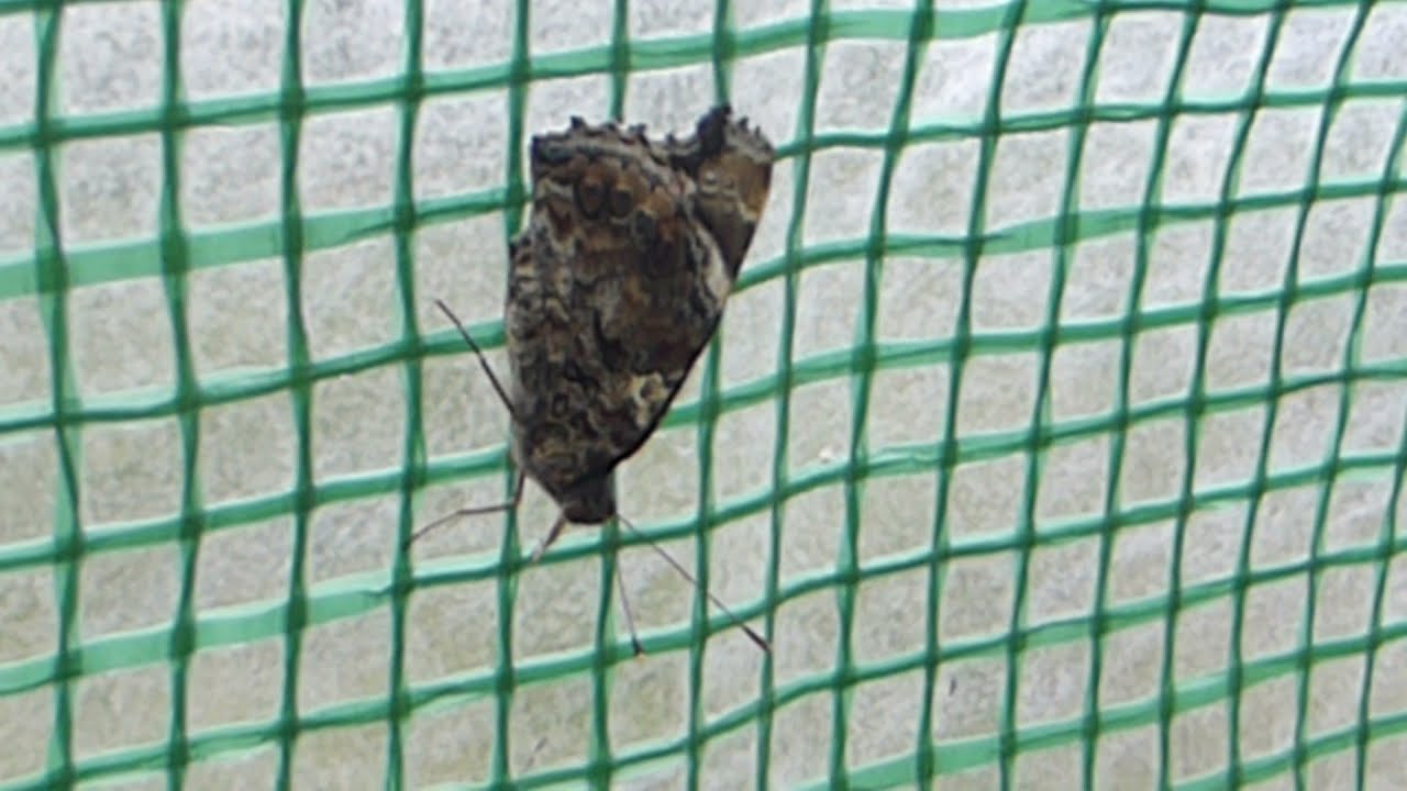 Red Admiral underwings - Vanessa atalanta - Aðmírálsfiðrildi - Aðmíráll - Fiðrildi - Undirvængur