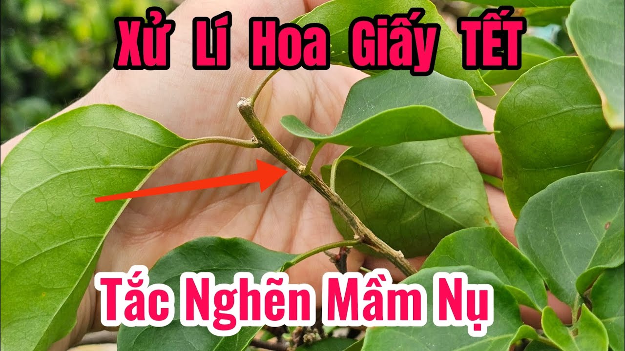 Xử Lí Hoa Giấy TẾT Tắc Nụ, không bật mầm chồi ???