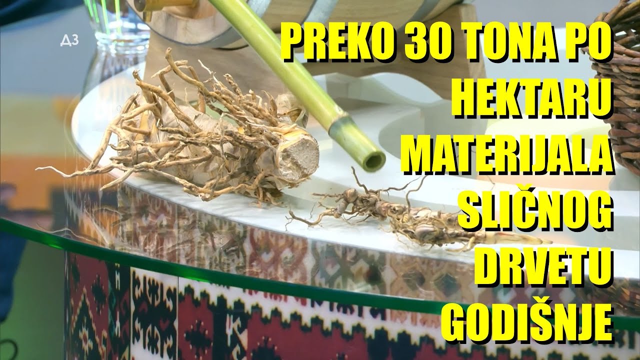 HIT umesto drveta za PELET ENERGETSKI USEVI - ako imate LOŠU i zabarenu ZEMLJU EVO šta može da  ...