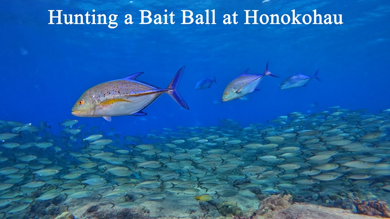 Bait Ball Hunters Bluefin Trevally + Dolphins, Turtles, Frogfish Swimming! Honokohau Delivers Big!