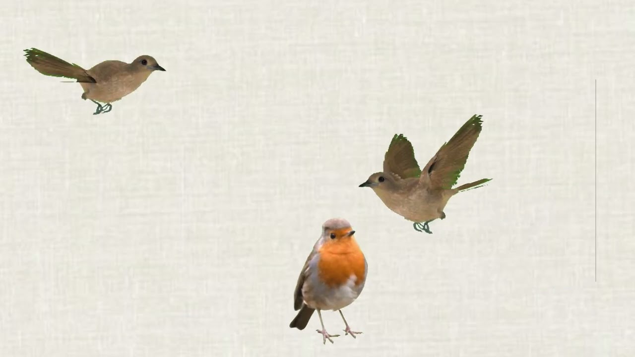 Cat TV – Birds Video for Cats to Watch 🐦🐱