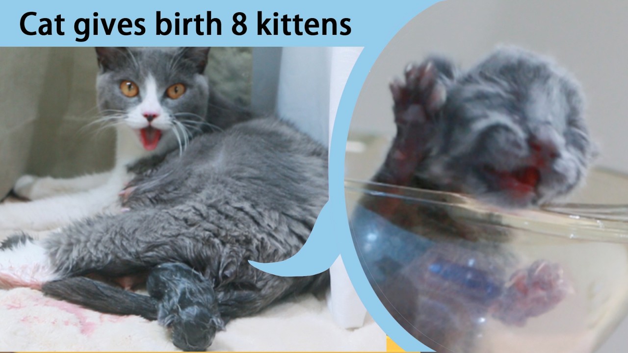 Cat Giving Birth：My cat gave birth to 8 kittens of different breeds.