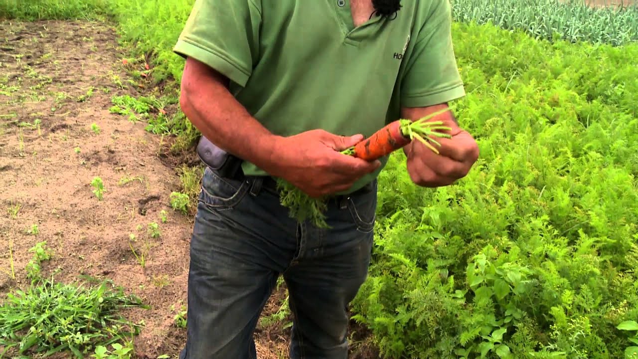 Horpozim: Cenouras com sabor a mar
