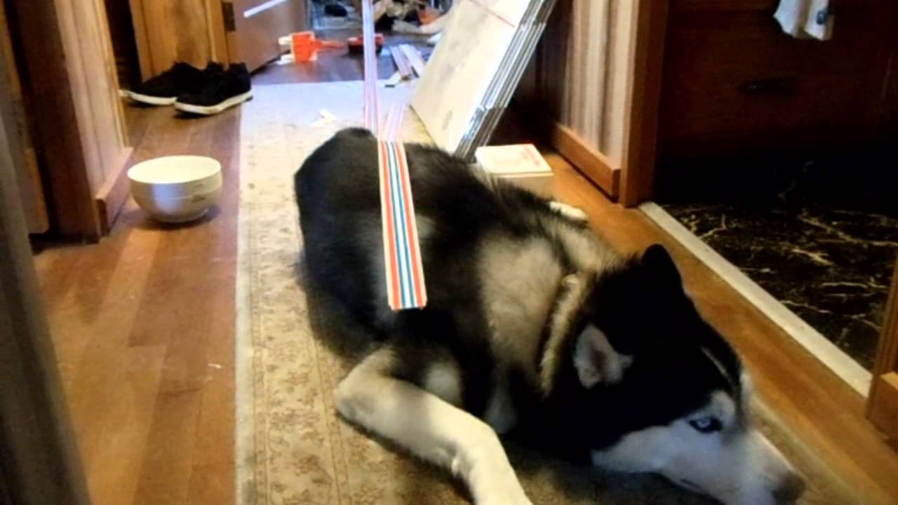 Siberian Husky Hot Wheels Stunt Ramp Fail