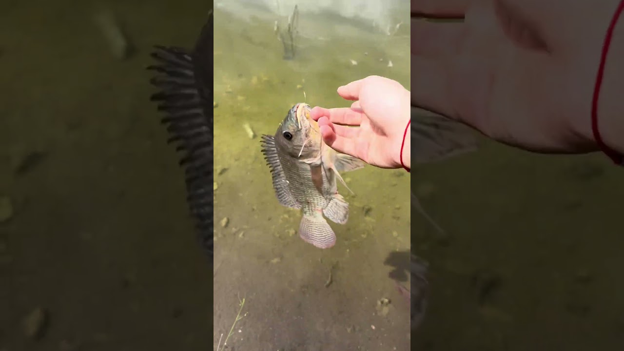 Nile Tilapia! #nature #floridawildlife #fishing