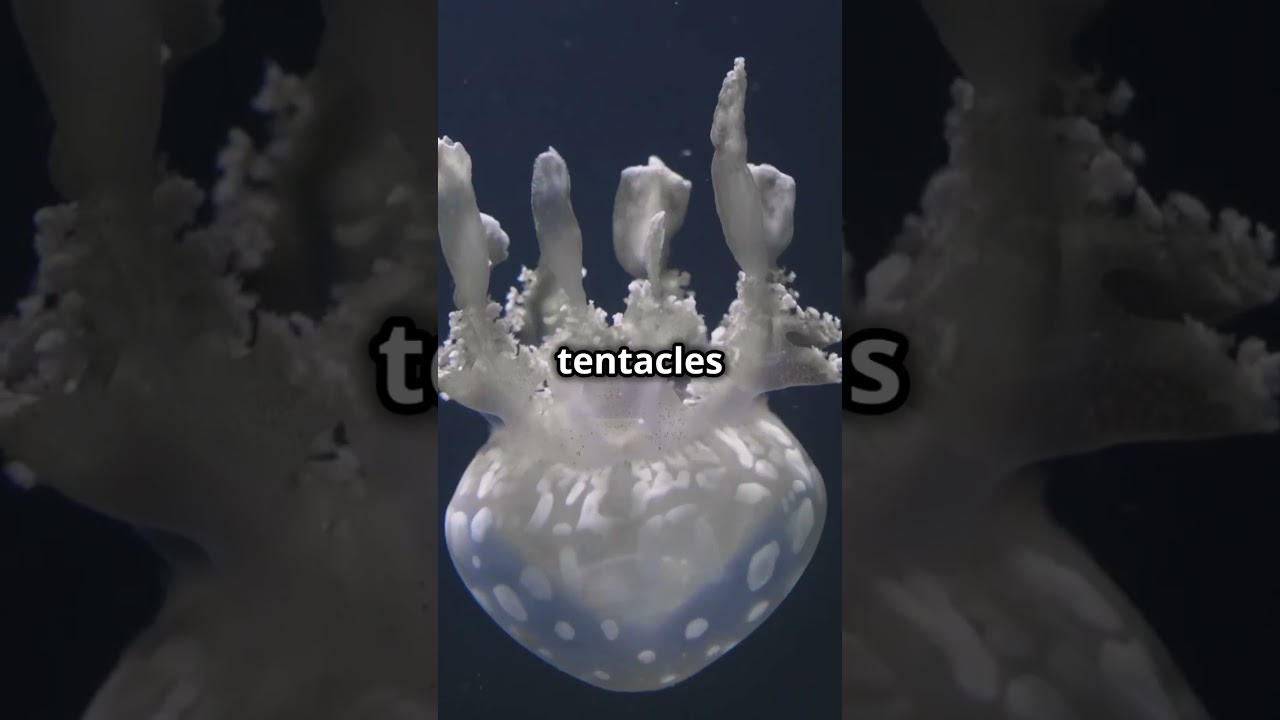 10 Amazing Types of Jellyfish You Need to See!
