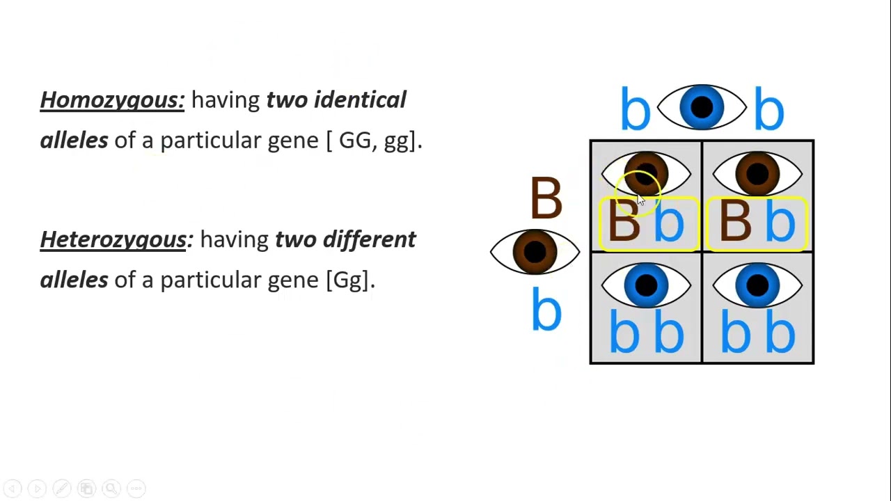 17.4 Monohybrid inheritance