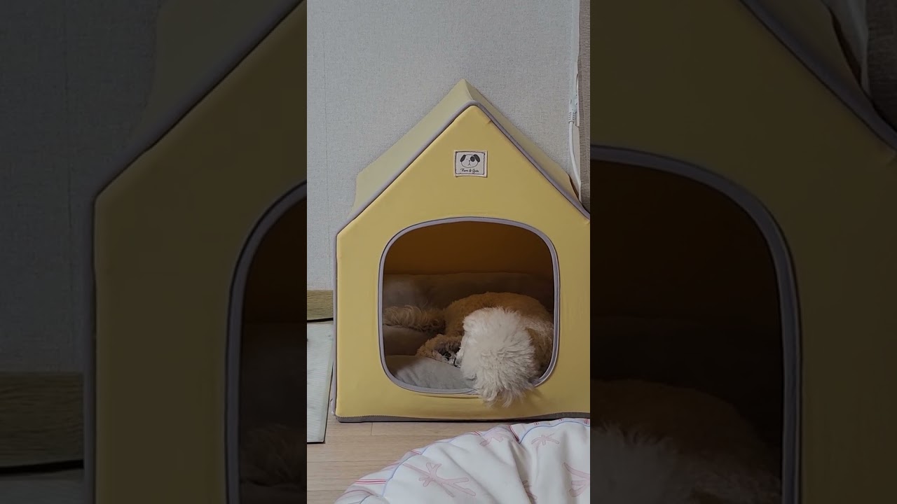 두유잔다 sleeping my dog 2026.2.8