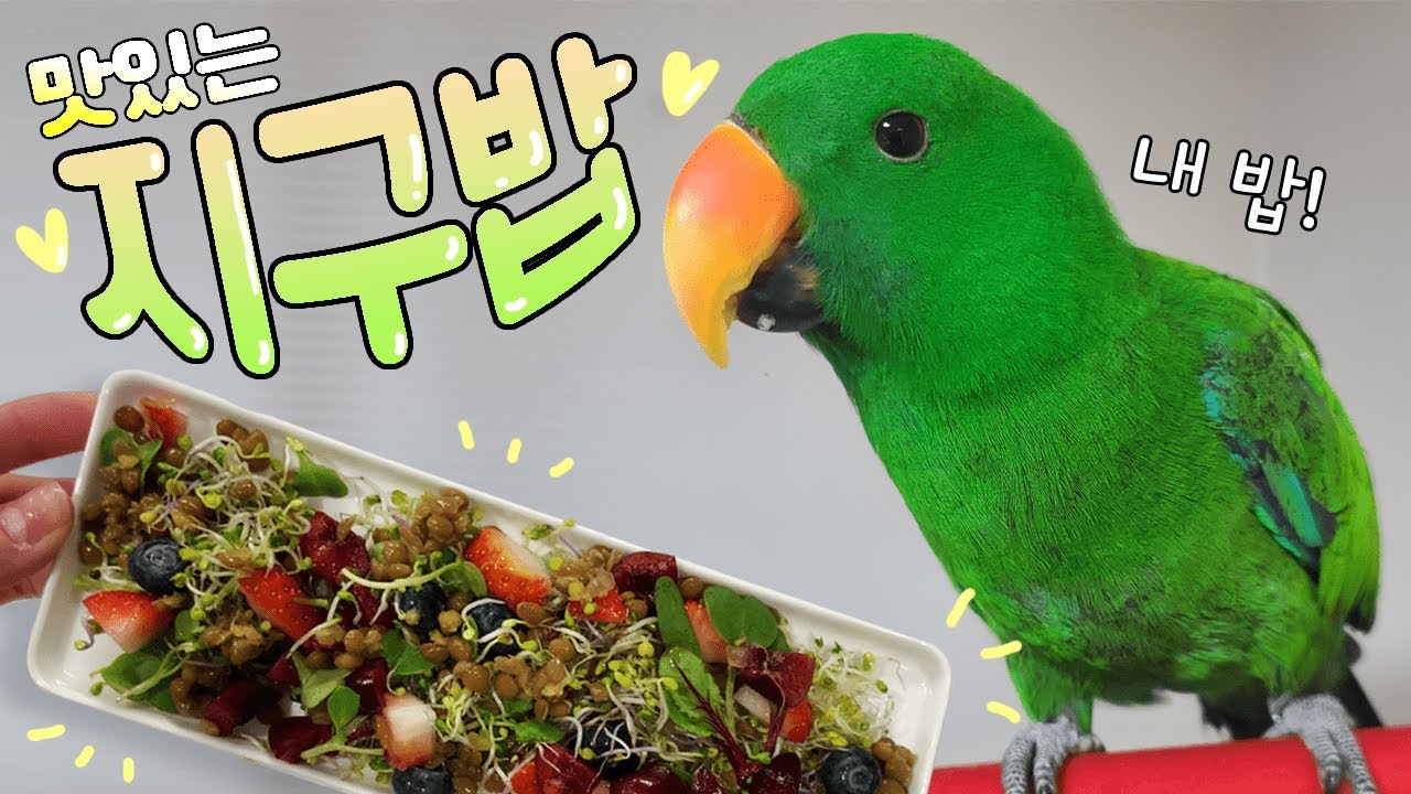 [지구/먹방] 뉴기니아 앵무새는 어떤걸 먹을까? 맛있는 지구밥 만들기🥗
