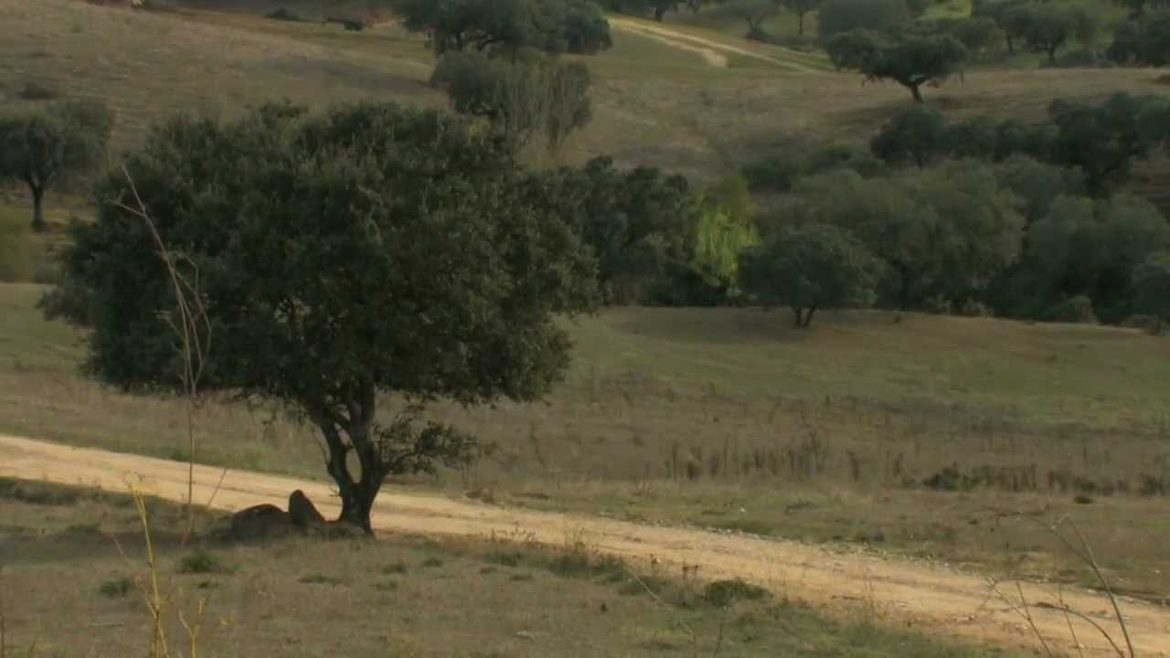 Corrida ao El Dorado Alentejano