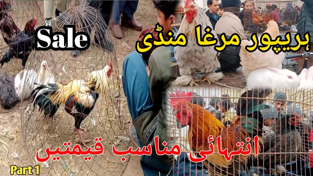 Thursday Aseel Murga Mandi Haripur || Cheap price | New Price Today 2025