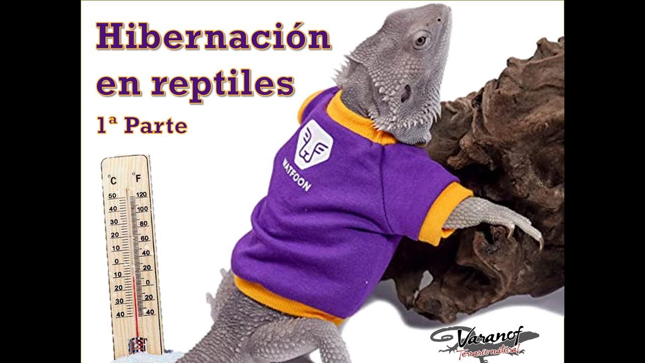 Hibernaci&oacute;n de reptiles primera parte