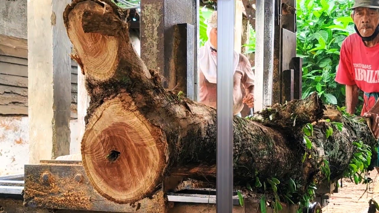 Skyscraper wood! Sawing rare teak wood at a sawmill 