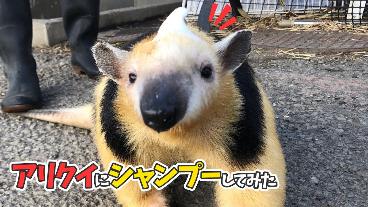 【飼育頭数日本一】ミナミコアリクイのシャンプー～ありしゃん～