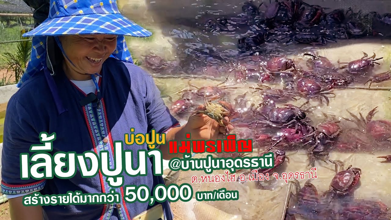 เลี้ยงปูนา สายพันธุ์พระเทพและกำแพง แม่พรเพ็ญ@อุดรธานี สร้างรายได้มากกว่า50,000บาทต่อเดือน
