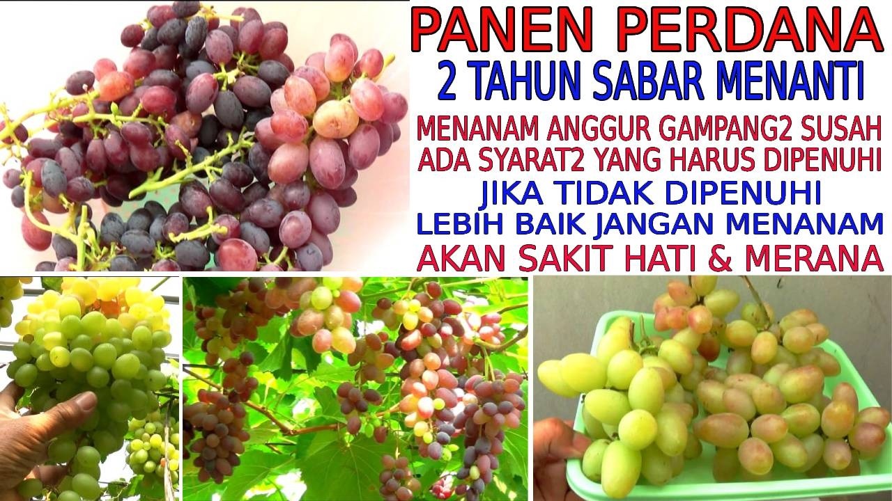 PANEN ANGGUR PERDANA SETELAH 2 TAHUN MENANAM - BANYAK SYARAT YANG HARUS DIPENUHI - HASILNYA AMAZING