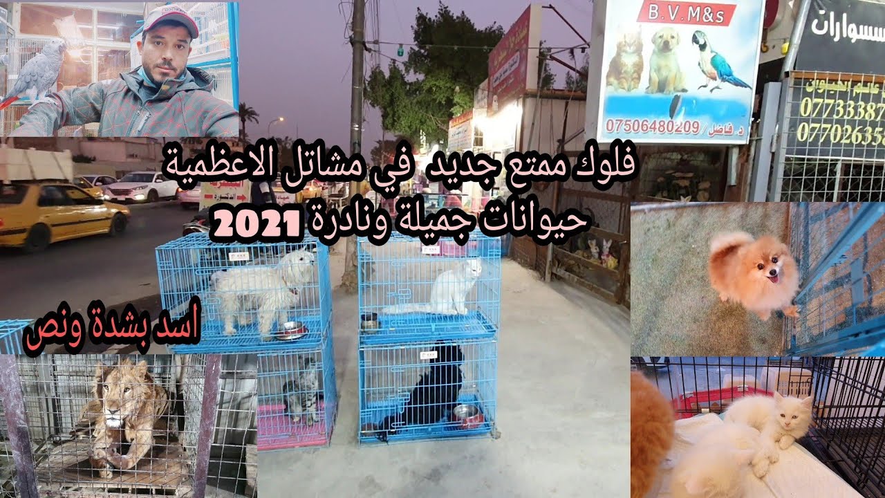 فلوك#مشاتل الاعظمية الجميلة اجمل انواع القطط والكلاب والنسانيس والببغاوات وباقي الحيوانات 2021