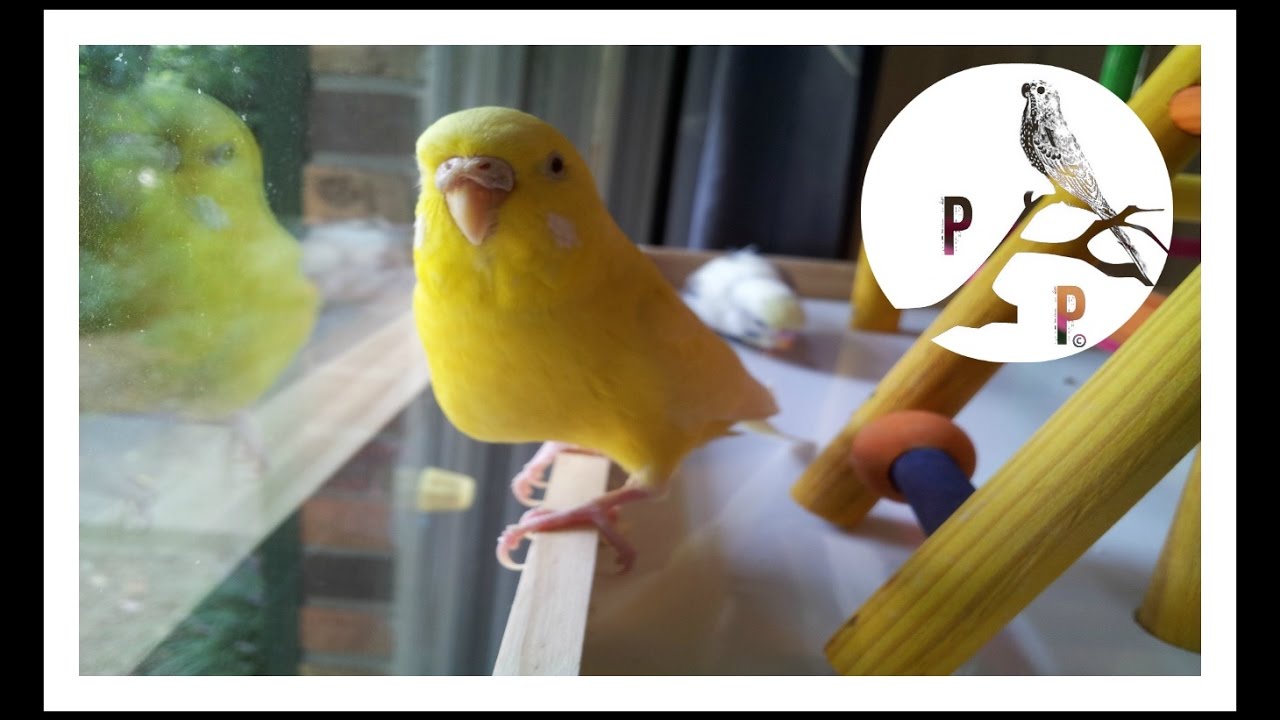 Do Parakeets | Budgies Make Good Pets