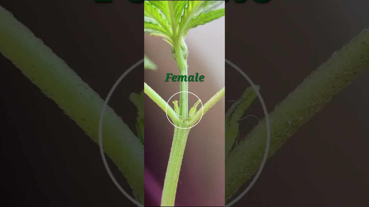 How to Identify a male cannabis and female cannabis plant.