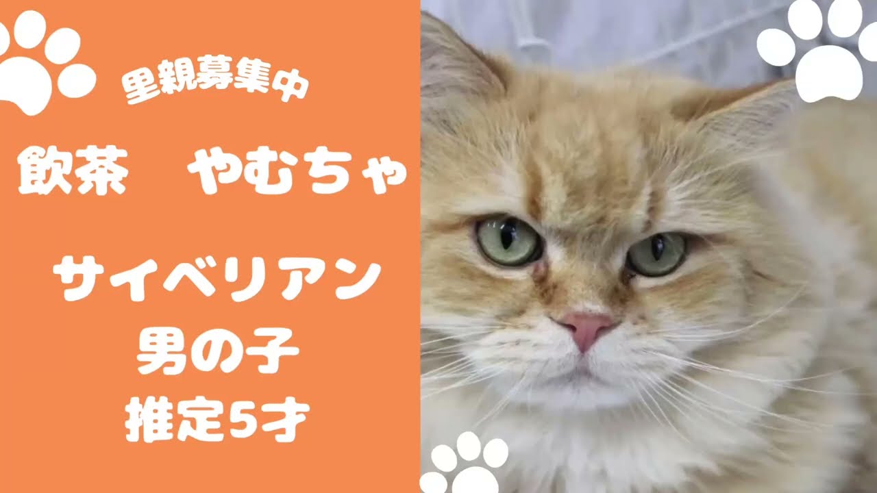 【里親さん募集中】愛強めのスリスリ受け取って👐甘えん坊王子の保護猫 やむちゃくん