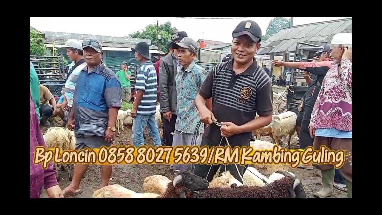 Update Harga Kambing Dan Domba Pasar Hewan Jonggol Kabupaten Bogor, Senin 19 Januari 2026