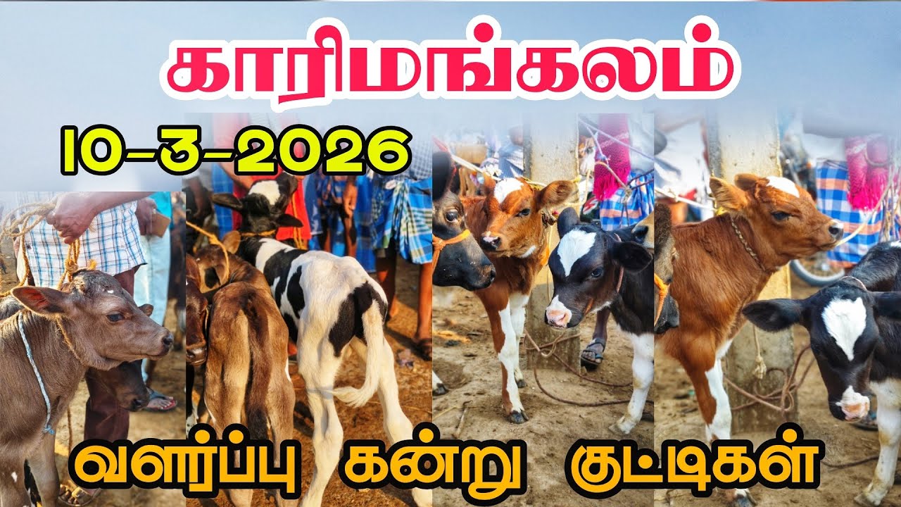 10-3-2026 வளர்ப்பு கன்று குட்டிகள் காரிமங்கலம் சந்தை தருமபுரி மாவட்டம் 