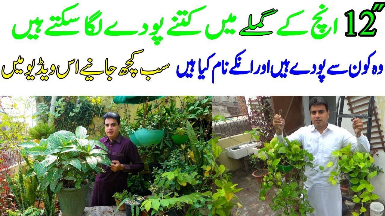 How many plants can be planted in a 12 inch pot | What are those plants and what are their names?