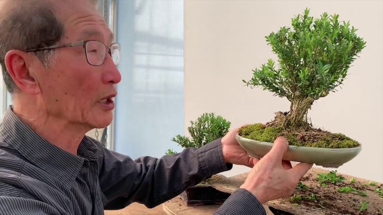 Improving Commercial Bonsai - Part 2 Buxus