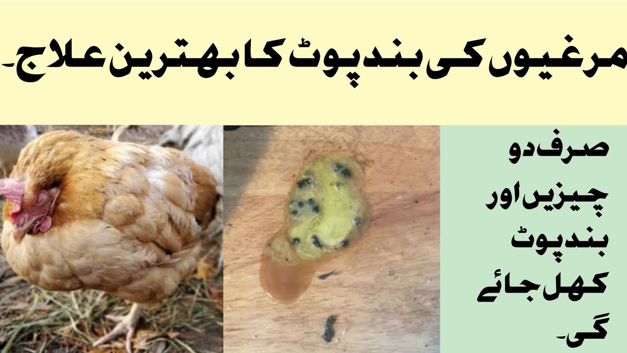 murgi ke pot band ka ilaj | murgiyon ma band pot ka behtreen ilaj | khokhar birds kingdom