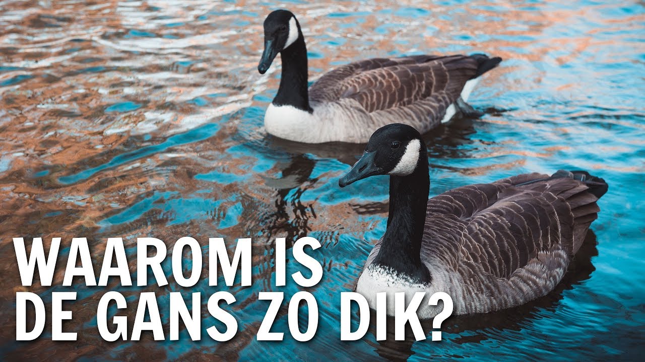 Waarom is de gans zo dik? | De Buitendienst