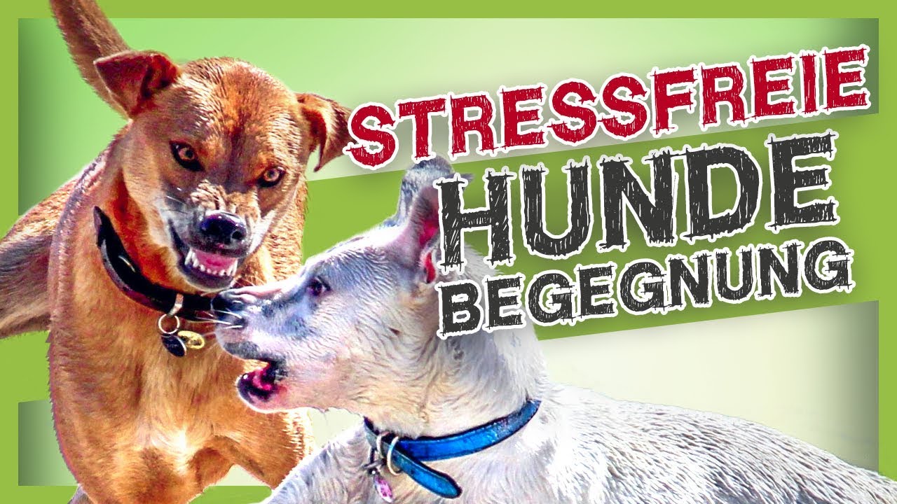 Stressvermeidung bei Hundebegegnungen &ndash; Mit diesen einfachen Tipps klappt es