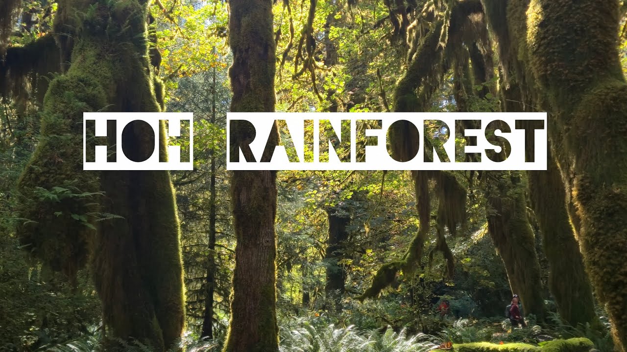 Hoh Rainforest Hall of Mosses, and Hoh river. 
