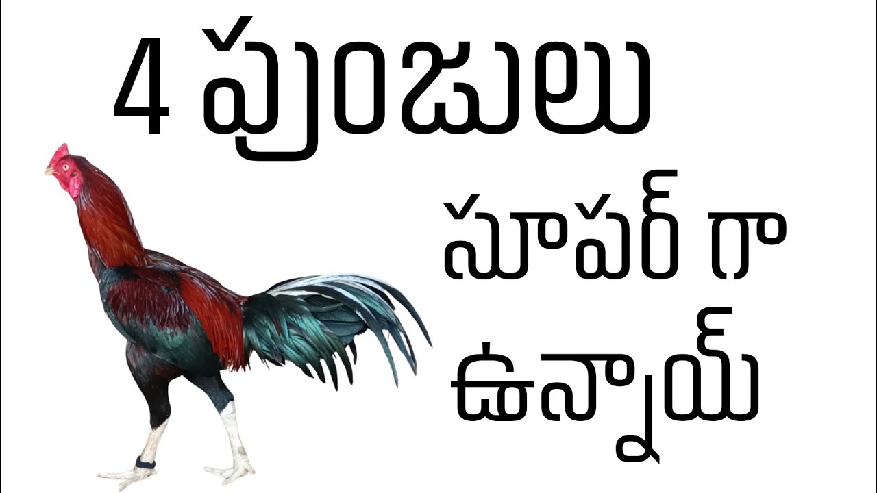 4 పుంజులు  4 రంగులు 77807 22788
