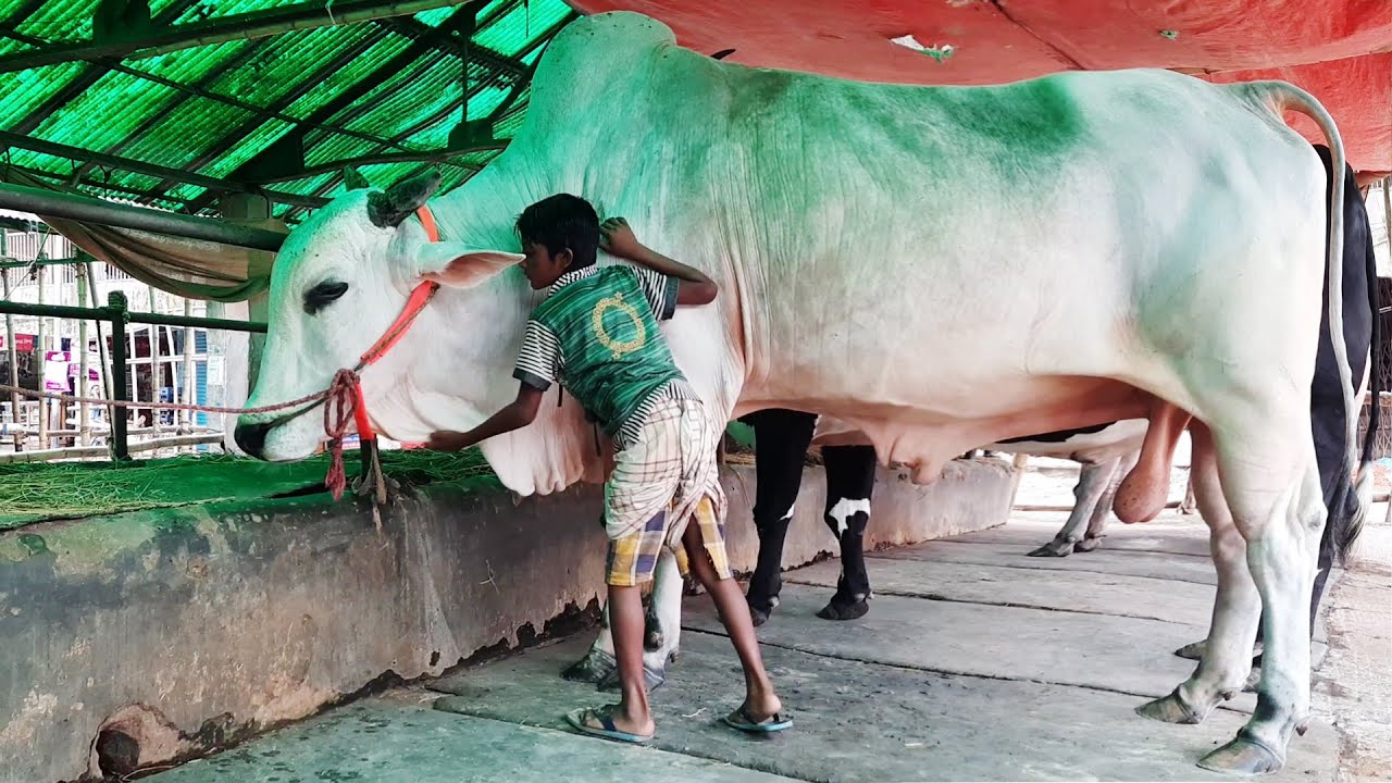 Gabtoli Cow new collection 2020 | Gabtoli Cow Eid collection 2020 | Gabtoli gorur haat 2020 [part 3]