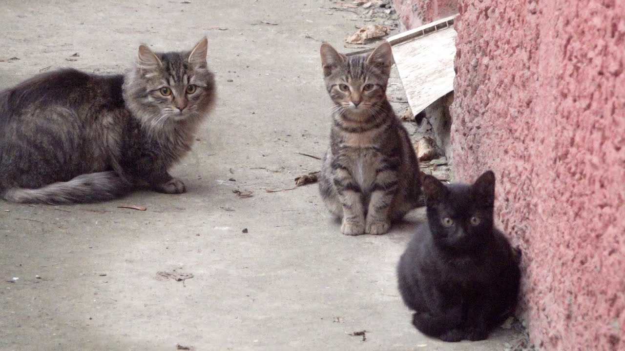Two kittens with fluffy not mother cat
