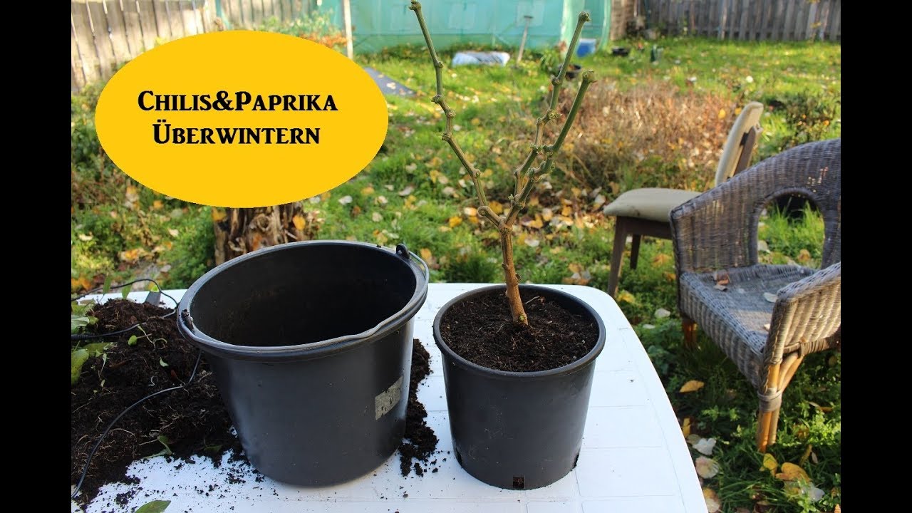 Capsicum (Chilis & Paprika) überwintern/zurückschneiden