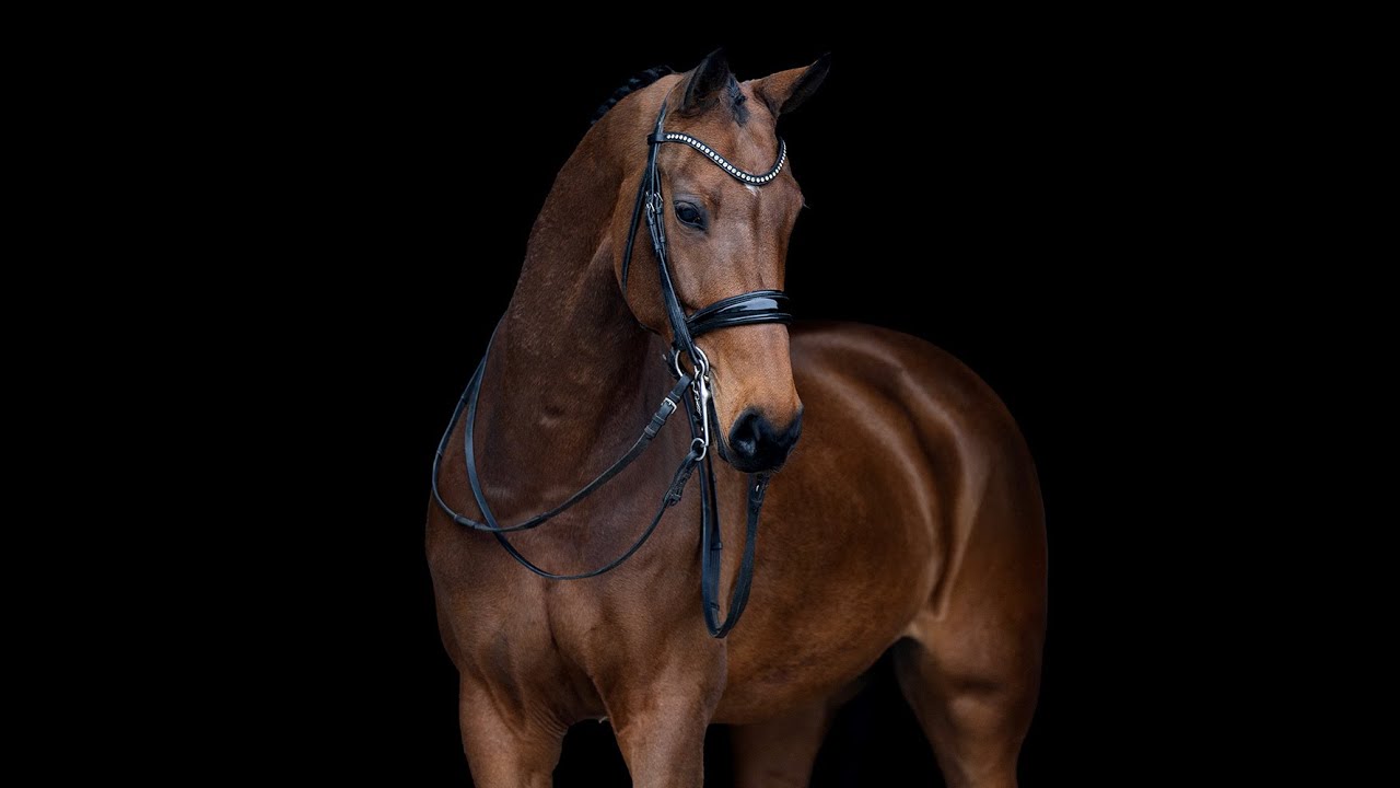 Majesty (Impression x Junior STV) 9yo mare