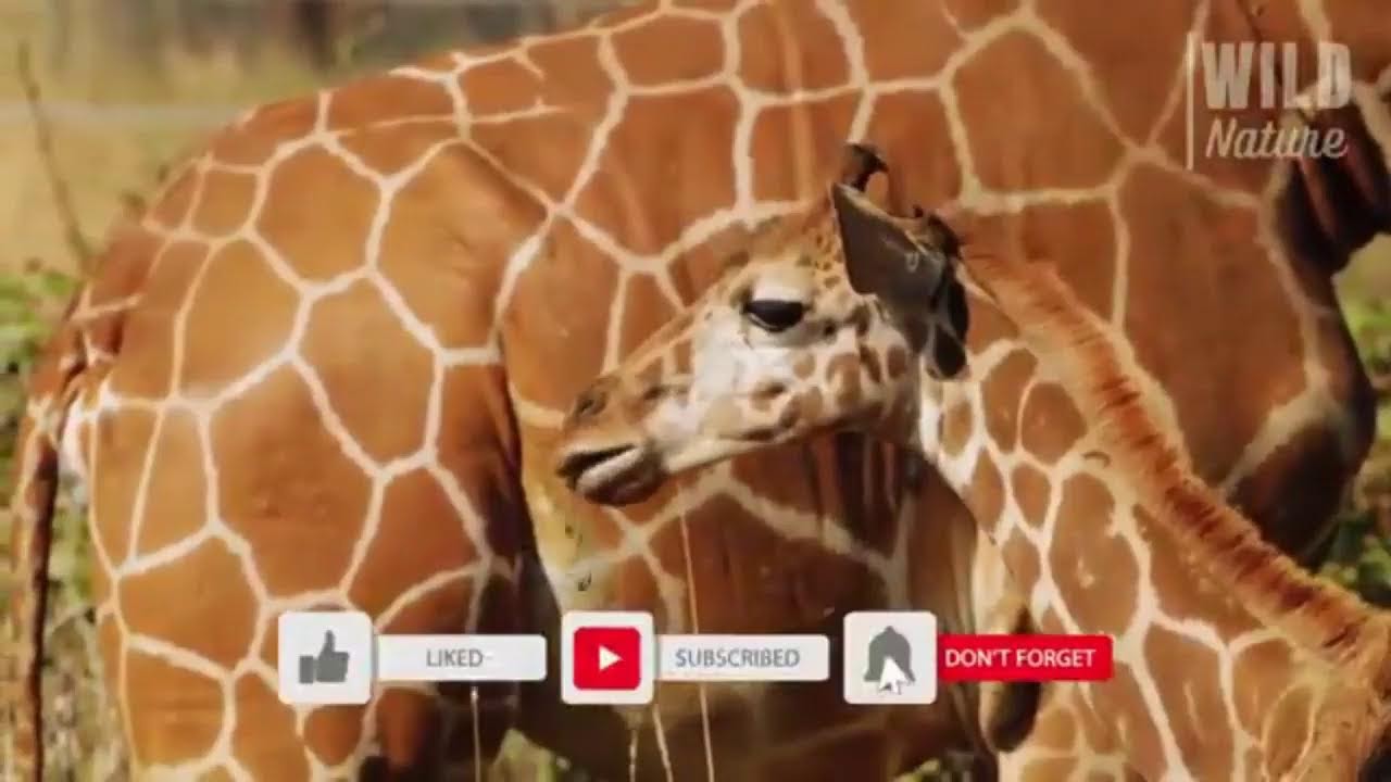 TELEDOCE MEDIODIA  29-12-2025