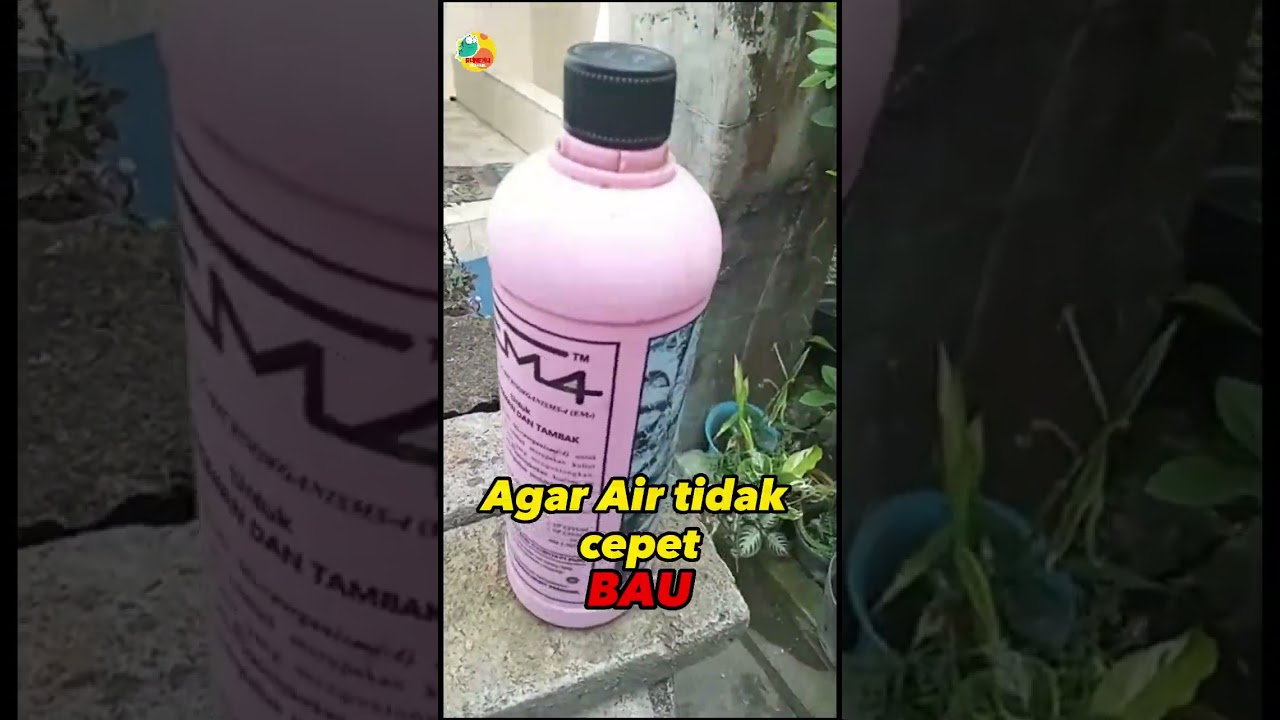 EM4 Perikanan #lele #budikdamber #tebarbibit