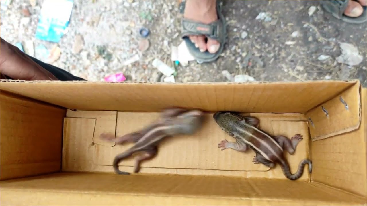 🐿️ Baby Squirrel Sound 🐿️