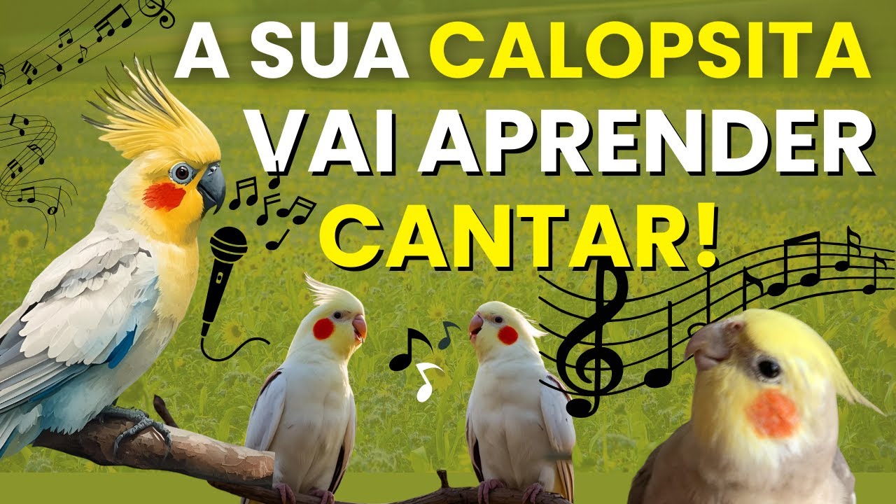 CALOPSITA CANTANDO | MELHORES CANTOS E ASSOBIOS DE CALOPSITA PARA TREINAR APRENDER A CANTAR