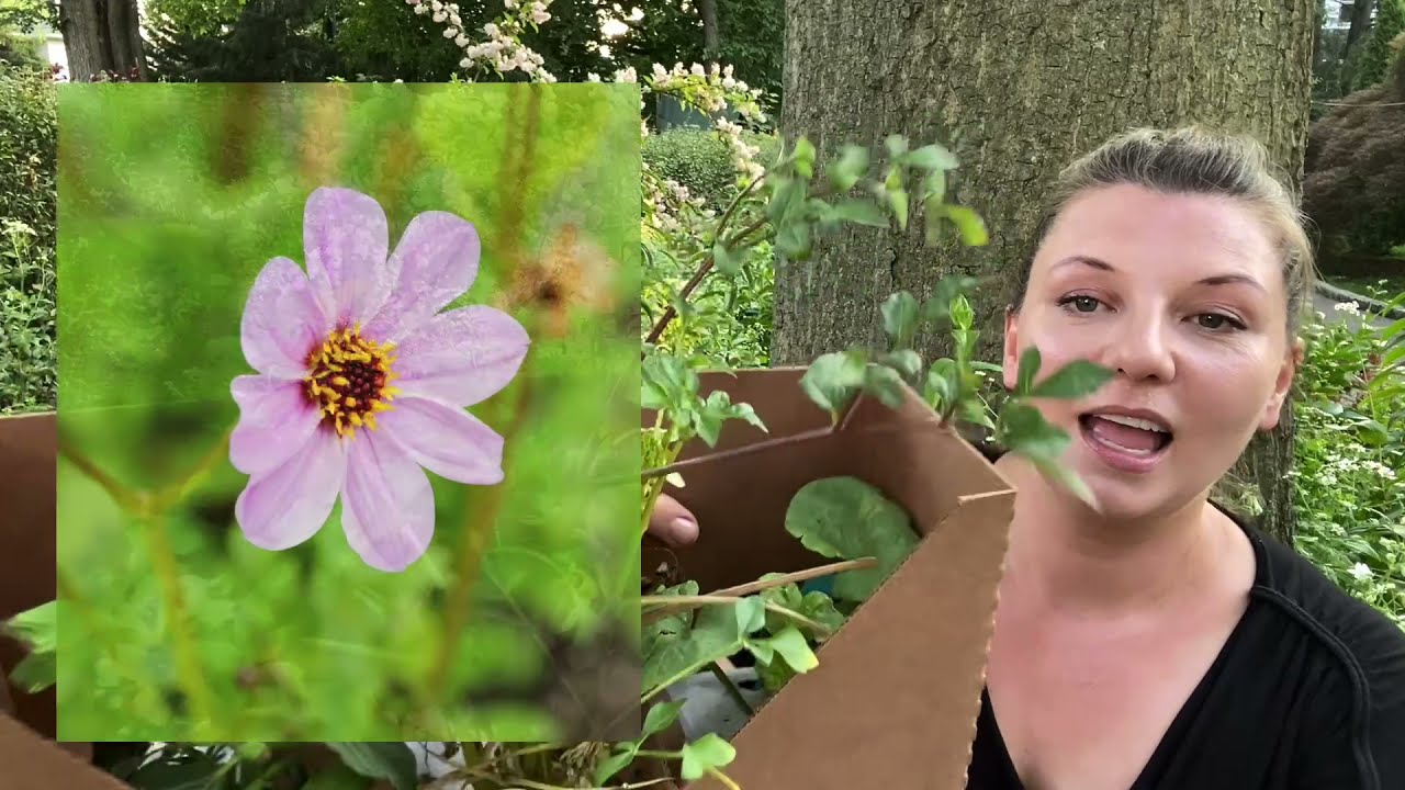 🌱 Unusual Plants Unboxing ~ Annies Annuals and Perennials 🌱