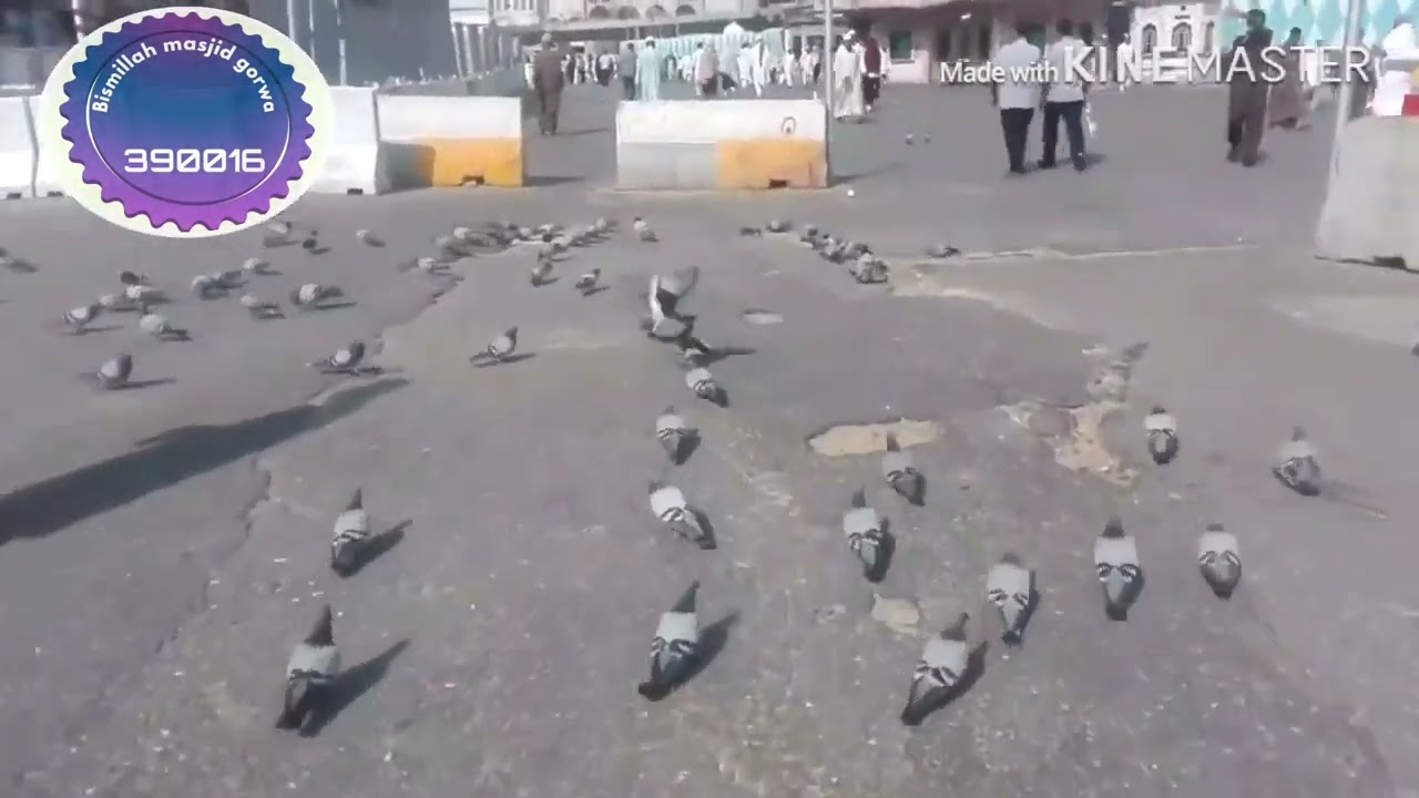 Makka Madine k Kabootar ka Jhutha Dana khane se be Aulad Aurat ko Allah  Aulad se Nawazte hai