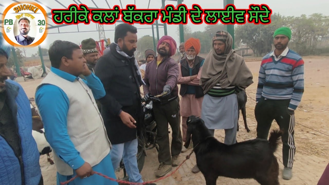 ਹਰੀਕੇ ਕਲਾਂ ਬੱਕਰਾ ਮੰਡੀ ਦੇ ਲਾਈਵ ਘੈਂਟ ਸੌਦੇ ਆਜੋ ਵੇਖੀਏ #shonkipb30 