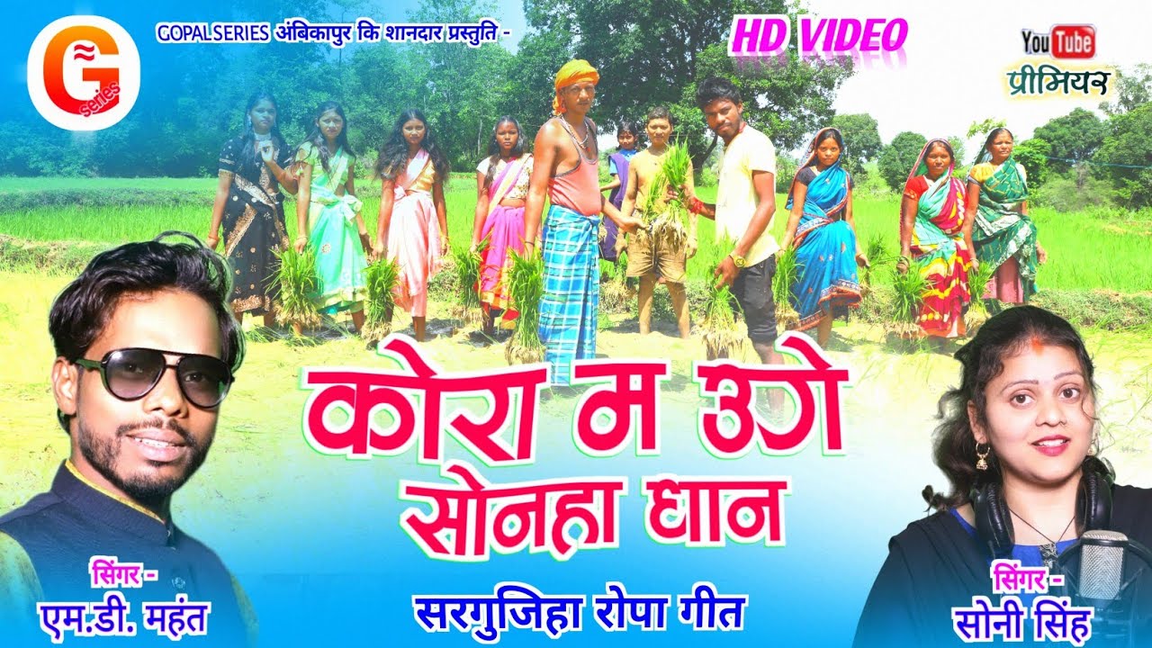 कोरा म उगे सोनहा धान | MD Mahant, Soni Singh | सरगुजिहा लोक गीत | छत्तीसगढ़ी रोपा गीत | CG SONG