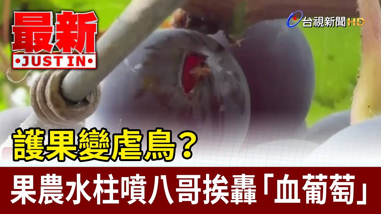 護果變虐鳥？ 果農水柱噴八哥挨轟「血葡萄」【最新快訊】