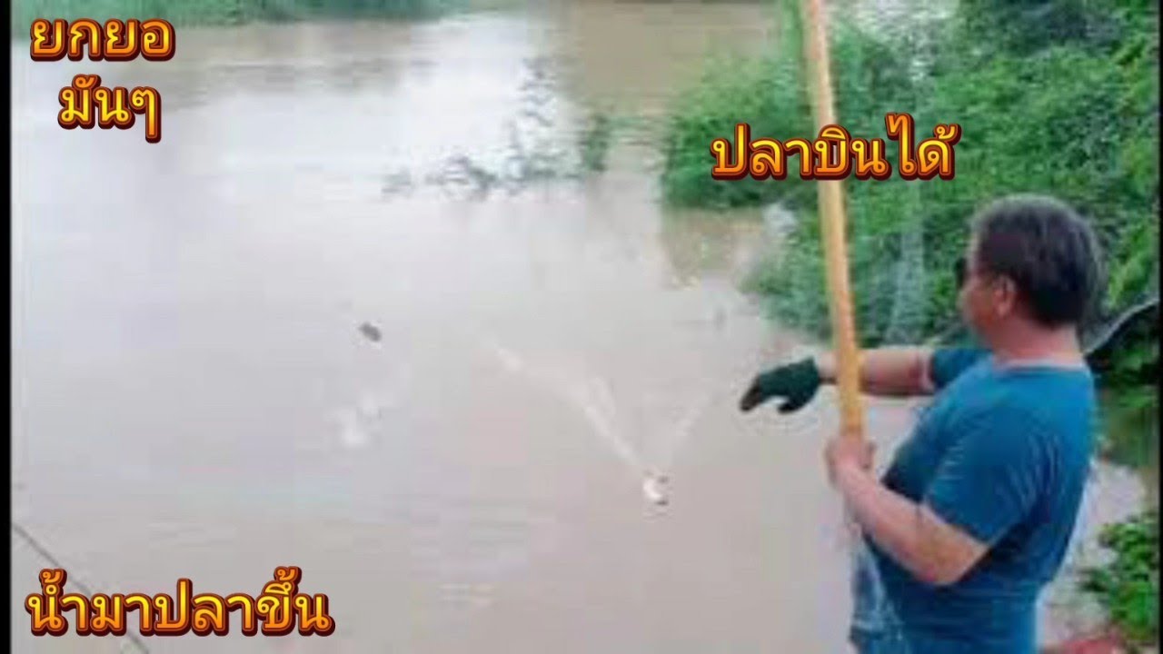 #ยกยอ #น้ำแดง ปลาบินได้ ม่วนขนาด  12 มิถุนายน ค.ศ. 2024